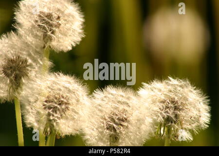 Dandelion puff balls/ seed heads Stock Photo