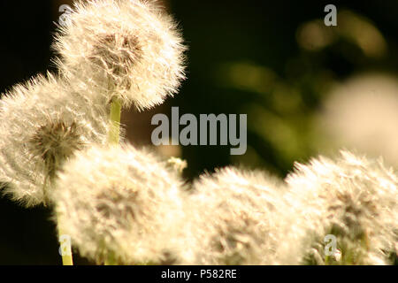 Dandelion puff balls/ seed heads Stock Photo