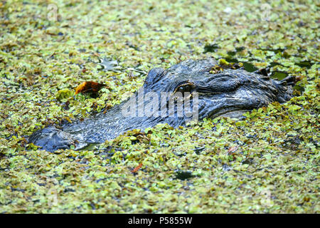 Portrait of Alligator (Alligator mississippiensis) floating in a swamp Stock Photo
