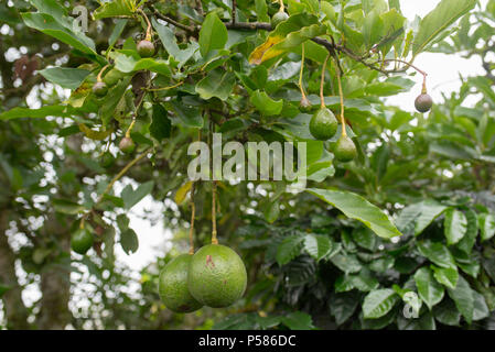 Avocado tree on coffee farm in Jericò, Colombia Stock Photo