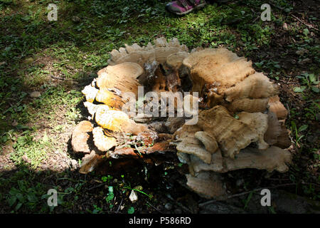 Giant Polypore fungus growing on tree stump Stock Photo