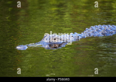 Alligator (Alligator mississippiensis) swimming, Florida Stock Photo