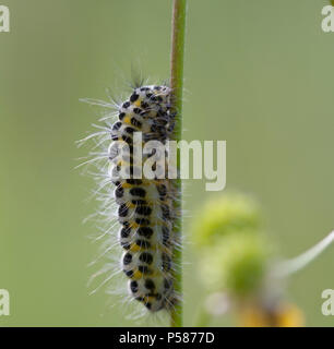 crawling caterpillar on a grass Stock Photo