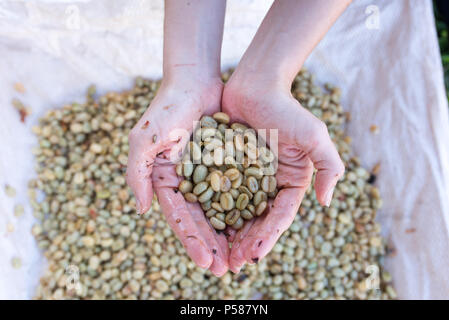 Hands holding washed coffee beans on a coffee farm in Jericó, Colombia in the state of Antioquia Stock Photo