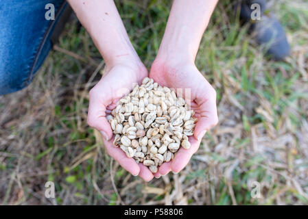 Hands holding washed coffee beans on a coffee farm in Jericó, Colombia in the state of Antioquia Stock Photo