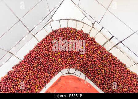 Washing and sorting out coffee beans on a coffee farm in Jericó, Colombia in the state of Antioquia Stock Photo