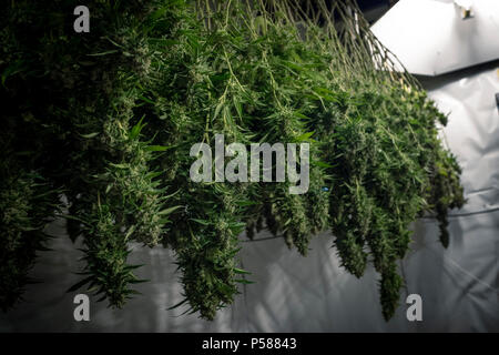 Cannabis farm plant hanging for dry process before trimming Stock Photo