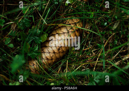 Pine conifer lying on the ground in grass Stock Photo