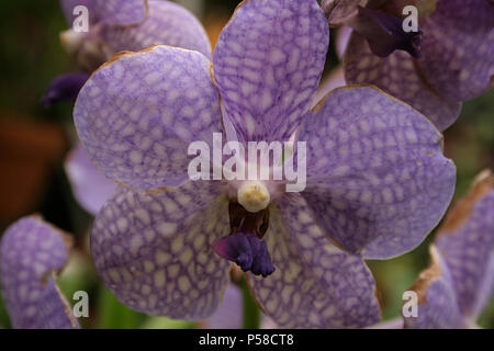 Close up of Vanda Coerulea Blue orchid Stock Photo