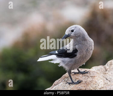 This Clark's Nutcracker watched me for a second hoping I had a treat for it.  I did not. Stock Photo