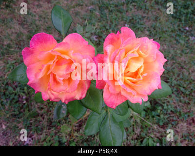 Multicolored roses in bloom Stock Photo