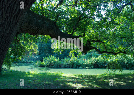 Old big oak with leaves. On the background lake and blue sky. The oak is mirrored in the lake. Stock Photo