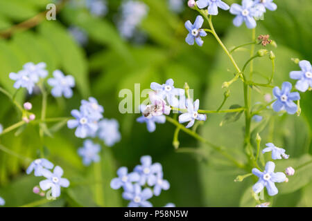 Photo of a close-up flower forged-me-not with a green herbaceous background on a spring nature and small bee on it. Blue and green flowers. Stock Photo