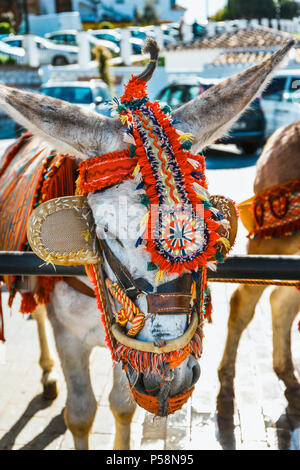 Close up of colorful decorated donkeys famous as Burro-taxi waiting for passengers in Mijas, a major tourist attraction. Andalusia, Spain Stock Photo