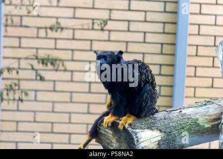 A small monkey, a red-handed tamarin, sits near a window on a tree and looks at people who came to the Novosibirsk zoo to look at the beasts Stock Photo
