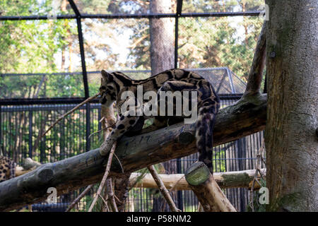 A beautiful spotted smoky leopard sits on a tree orchered with a lattice in a cage on a background of green trees in the Novosibirsk zoo Stock Photo