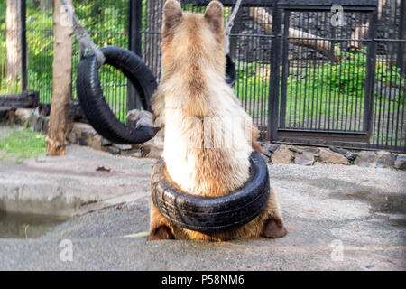The brown bear plays with rubber wheels suspended on the dew and putting one wheel on itself in the Novosibirsk zoo Stock Photo
