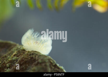 Freshwater moss animal Stock Photo