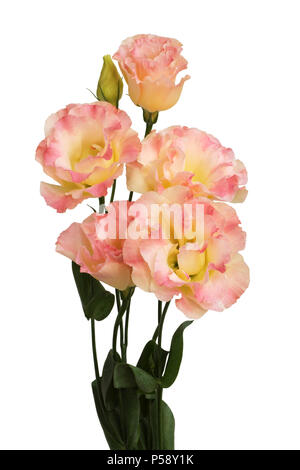 Pink  eustoma flowers  isolated on white background Stock Photo