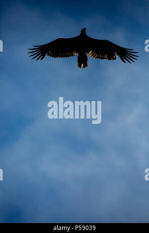 Silhouette of an immature Bald Eagle flying overhead under a blue sky Stock Photo
