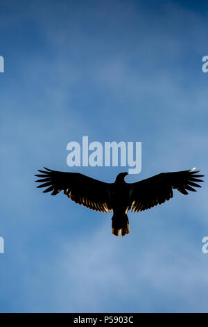 Silhouette of a immature Bald Eagle flying overhead under a blue sky Stock Photo