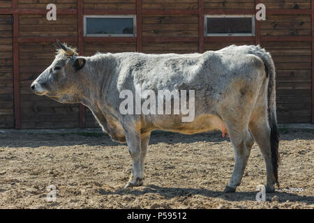 Cow in corral for animals on farm on sunny day Stock Photo