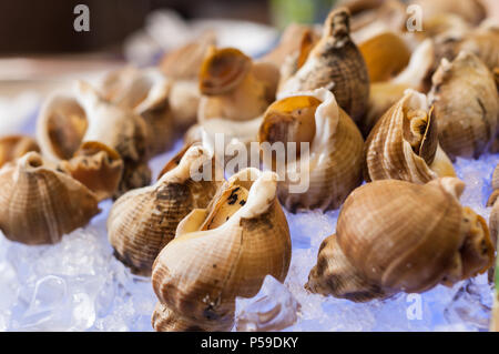 whelks  on ice Stock Photo