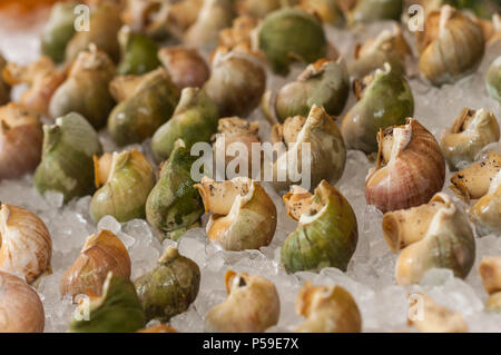 Whelk arranged on the ice. Stock Photo