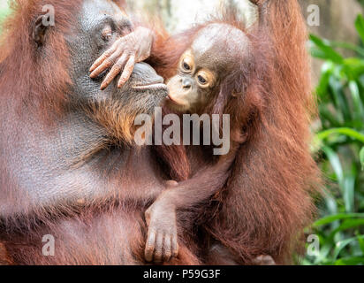 Portrait of a hairy orangutan mother kissing her little baby in the greenery of a rainforest. Singapore. Stock Photo