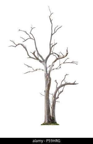 Single old and dead tree isolated on white background Stock Photo