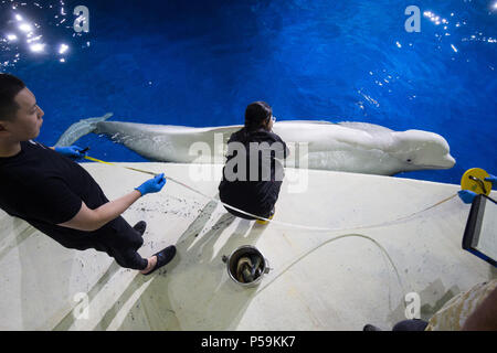 Navy & Aqua Whales Set