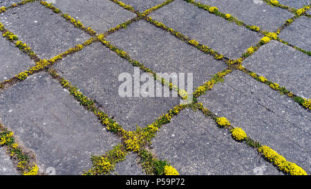 Yellow moss grows in crevices between rectangular gray concrete slabs Stock Photo