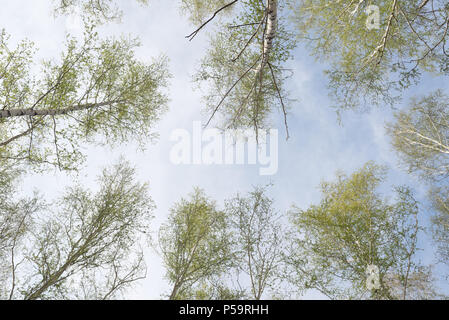 Looking up in birch forest Stock Photo