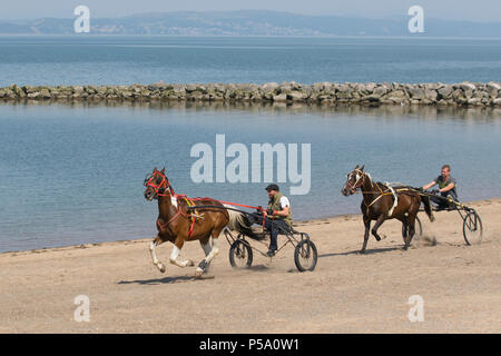 Traditional old romany horse & sulky cart, trotting horses, traveler, travel, wagon, buggy, canter, trotters, carriage, galloping trotting and pacing in Morecambe Bay, Lancashire. UK. Cooling off travellers Gypsy cob horses trotting rig in the sea surprises people on the beach as two riders put them through their paces. Stock Photo