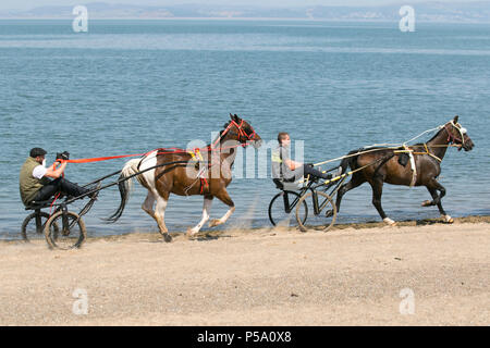 Traditional old romany horse & sulky cart, trotting horses, traveler, travel, wagon, buggy, canter, trotters, carriage, galloping trotting and pacing in Morecambe Bay, Lancashire. UK. Cooling off travellers Gypsy cob horses trotting rig in the sea surprises people on the beach as two riders put them through their paces. Stock Photo