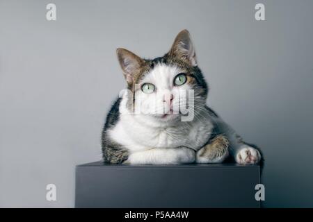 Cute tabby cat lies on a grey cube and looking curious to the camera . Stock Photo
