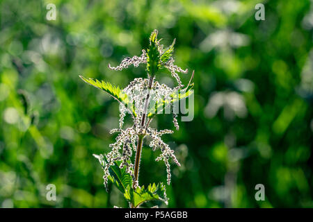 Sunset near silhouette backlight stinging nettles Stock Photo