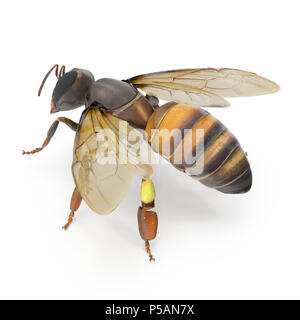 European honey bee, isolated on white. 3D illustration Stock Photo