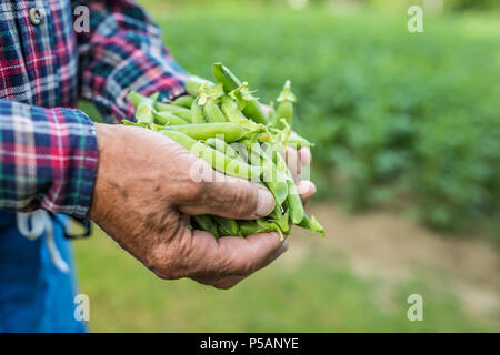 Senior farmer holding in her hans fresh peas. Stock Photo