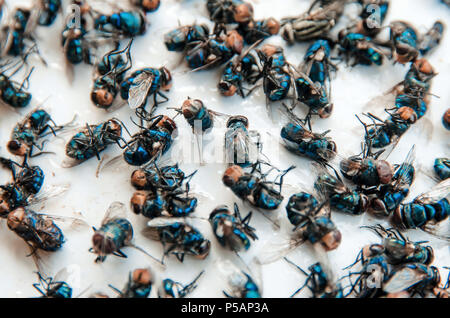 Close up of Many fly on the white background, Dirty insect and dead fly on the floor, Insect that carries disease and carrion of fly, Fly bug are impo Stock Photo