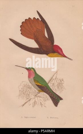 Ruby-crested hummingbird (Chrysolampis mosquitus, Trochilus moschitus) with crimson head, yellow throat and brown back and tail.. . Northern or ruby-throated hummingbird (Archilochus colubris, Trochilus colubris) with pink throat, green back and tail.. . Hand-colored steel engraving from H. G. Adams' 'Hummingbirds' 1856.. . Henry Gardiner Adams (18121881) was a prolific poet, writer and editor specializing in educational books for young people. He wrote the text for several of the books in the Young Naturalist's Library including Nests and Eggs of British Birds (1855), Beautiful Butterflies ( Stock Photo