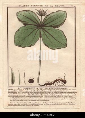 Paris quadrifolia Herb Paris, True-lover's Knot. . La parisette à quatre feuilles. . French botanist Jean Baptiste François Pierre Bulliard was born around 1742 at Aubepierre-en-Barrois (Haute Marne) and died on 26 September 1793 in Paris. He studied at Angers, and later illustrated and published a number of botanical and mycological works on French flora. He studied art and engraving under Francois Martinet, the celebrated artist of many of Buffon's natural history books. Stock Photo