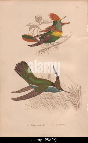 Tufted-necked humming bird (Trochilus ornatus) with scarlet, yellow and green plumage, and Delalande's humming bird (Stephanoxis lalandi) with green and azure plumage. . Hand-colored steel engraving from H. G. Adams' 'Hummingbirds' 1856.. . Henry Gardiner Adams (18121881) was a prolific poet, writer and editor specializing in educational books for young people. He wrote the text for several of the books in the Young Naturalist's Library including Nests and Eggs of British Birds (1855), Beautiful Butterflies (1871), Beautiful Shells (1856), Favourite Song Birds, etc. His other works include a  Stock Photo