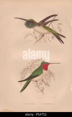 Ruby-throated hummingbird (Calothorax lucifer, Archilochus colubris). . Amethystine hummingbird (Calliphlox amethystina) with azure throat feathers puffed out.. . Hand-colored steel engraving from H. G. Adams' 'Hummingbirds' 1856.. . . Henry Gardiner Adams (18121881) was a prolific poet, writer and editor specializing in educational books for young people. He wrote the text for several of the books in the Young Naturalist's Library including Nests and Eggs of British Birds (1855), Beautiful Butterflies (1871), Beautiful Shells (1856), Favourite Song Birds, etc. His other works include a biogr Stock Photo