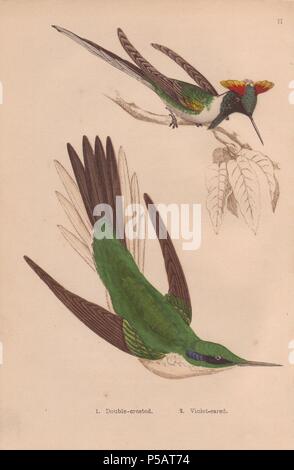 Double-crested hummingbird (Trochilus cornutus) with crimson and yellow crests, and Green violet-ear hummingbird with blue ears, green head, back and wings (Colibri thalassinus) . . Hand-colored steel engraving from H. G. Adams' 'Hummingbirds' 1856.. . Henry Gardiner Adams (18121881) was a prolific poet, writer and editor specializing in educational books for young people. He wrote the text for several of the books in the Young Naturalist's Library including Nests and Eggs of British Birds (1855), Beautiful Butterflies (1871), Beautiful Shells (1856), Favourite Song Birds, etc. His other work Stock Photo