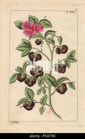 Tea tree with scarlet flower and fruit, Camellia sinensis, Thea bohea. Handcolored copperplate engraving of a botanical illustration by J. Schaly from G. T. Wilhelm's 'Unterhaltungen aus der Naturgeschichte' (Encyclopedia of Natural History), Vienna, 1817. Gottlieb Tobias Wilhelm (1758-1811) was a Bavarian clergyman and naturalist in Augsburg, where the first edition was published. Stock Photo