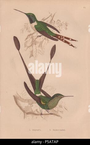 Dupont's hummingbird (Trochilus dupontii, Tilmatura dupontii). . Racket-tailed hummingbird (Trochilus platurus, Hylonympha macrocerca). . Hand-colored steel engraving from H. G. Adams' 'Hummingbirds' 1856.. . Henry Gardiner Adams (18121881) was a prolific poet, writer and editor specializing in educational books for young people. He wrote the text for several of the books in the Young Naturalist's Library including Nests and Eggs of British Birds (1855), Beautiful Butterflies (1871), Beautiful Shells (1856), Favourite Song Birds, etc. His other works include a biography of the explorer David  Stock Photo