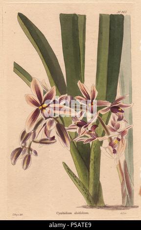 Cymbidium aloifolium or epidendrum aloifolium. Cymbidium orchid with brown and purple flowers. Illustration by T. Boys, engraved by George Cooke.. Conrad Loddiges and Sons published an illustrated catalogue of the nursery's plants entitled the Botanical Cabinet. The monthly magazine featured 10 hand-coloured illustrations and ran from 1817 to 1833 to total 2,000 plates. The publication introduced many exquisite camellias from China, exotic orchids and lilies from the New World, and about 100 varieties of heaths from South Africa, which were currently in vogue. (The Victorian era saw a series o Stock Photo