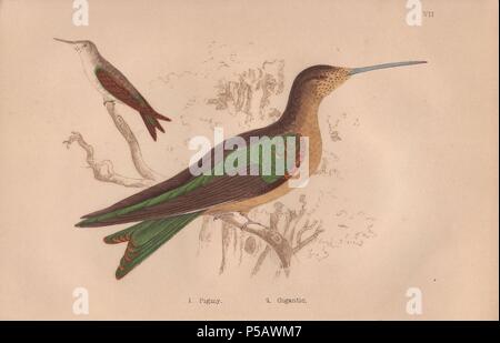 Pigmy hermit (Phaetornis pygmaeus). Gigantic or giant hummingbird (Patagona gigas) . Hand-colored steel engraving from H. G. Adams' 'Hummingbirds' 1856.. Henry Gardiner Adams (18121881) was a prolific poet, writer and editor specializing in educational books for young people. He wrote the text for several of the books in the Young Naturalist's Library including Nests and Eggs of British Birds (1855), Beautiful Butterflies (1871), Beautiful Shells (1856), Favourite Song Birds, etc. His other works include a biography of the explorer David Livingstone (1867). Stock Photo