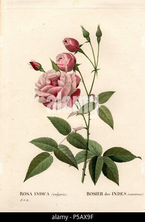 Old blush rose, Rosa chinensis, Rosier des Indes commun. Handcoloured stipple copperplate engraving from Pierre Joseph Redoute's 'Les Roses,' Paris, 1828. Redoute was botanical artist to Marie Antoinette and Empress Josephine. He painted over 170 watercolours of roses from the gardens of Malmaison. Stock Photo